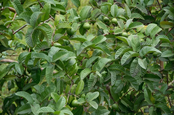 Ovoce Guava Guava Rostlinu Pěstuje Tropech Obrázek Použít Pro Design — Stock fotografie
