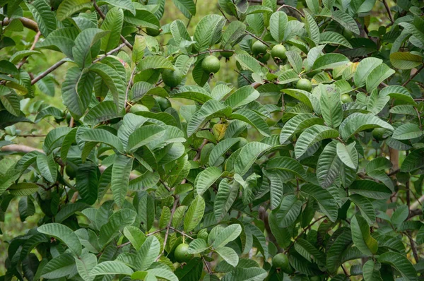 Guava meyve, pazarlama, iş ve yazdırma tropik, resim kullanmak için tasarım, reklam, yetiştirilen guava bitki