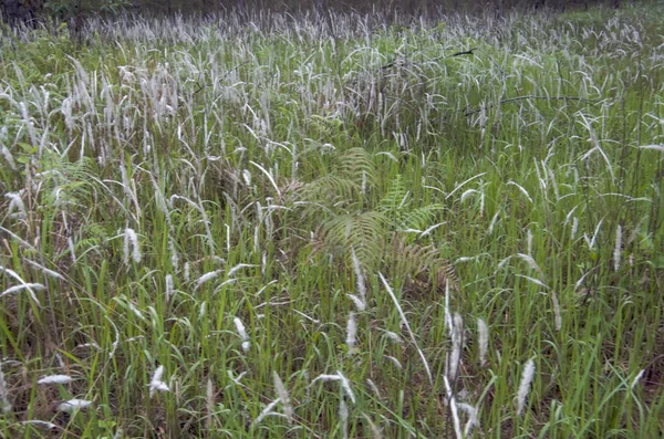 Die Blume Des Grases Wischt Oder Schilf Blüht — Stockfoto