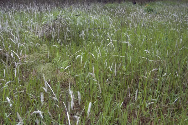 Die Blume Des Grases Wischt Oder Schilf Blüht — Stockfoto