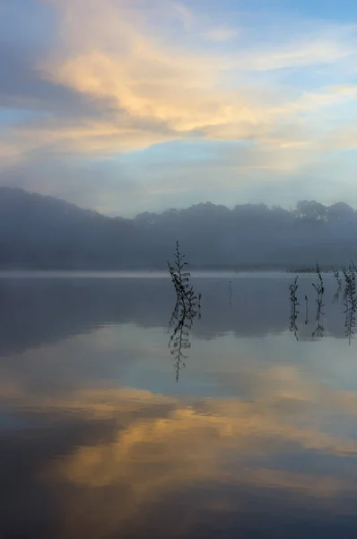 Forêt Pins Île Arbustes Reflets Sur Lac Aube Avec Magie — Photo