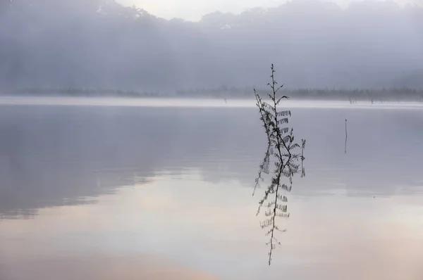 Bosque Pinos Isla Arbustos Reflejos Lago Amanecer Con Magia Del —  Fotos de Stock