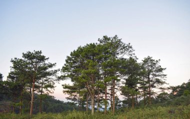 Taze yeşil çam ormanları ve mavi gökyüzü arka plan sabah, Ay'da
