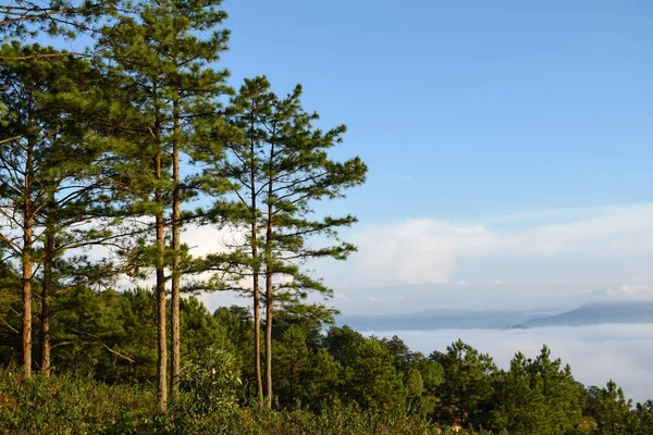 Fresh green pine forest and moon on blue sky background at the morning