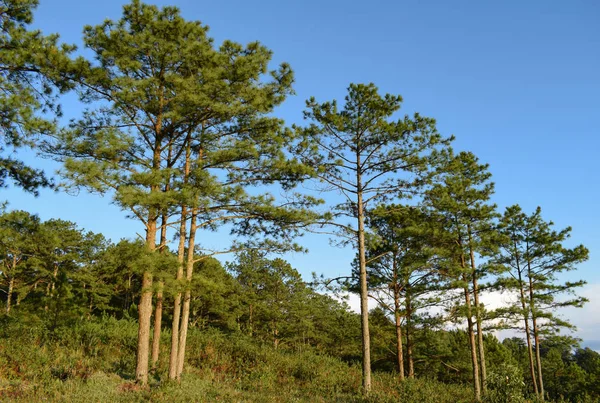 Fresh green pine forest and moon on blue sky background at the morning