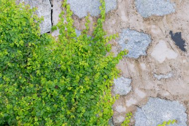 Eğrelti otları, liken ve yosun çam ağacı üzerinde yaşıyorum. Bu hayatta kalma sembiyoz doğal olgu var. Arka plan ile convolve taşa