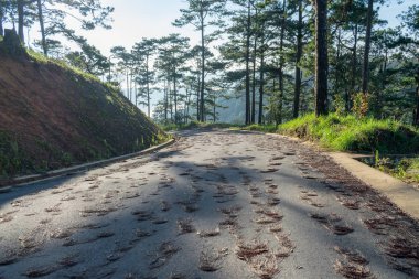 Dalat City, vietnam, keşif hiking, tırmanma, çam ormanı arkadaşları ile yürüme, sırt çantasıyla, flora ve fauna hakkında yeni yerler arıyorum