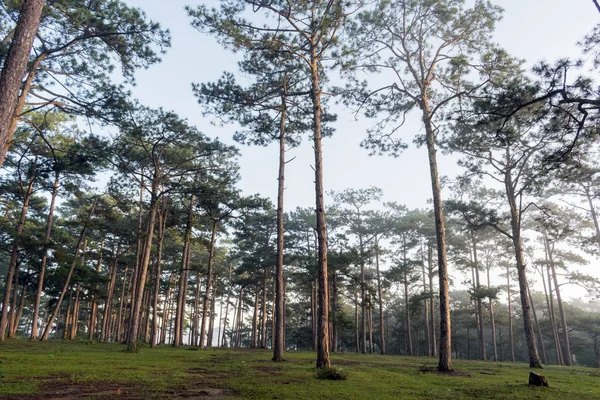 Descoberta Cidade Dalat Vietnam Caminhadas Escalada Caminhadas Com Amigos Floresta — Fotografia de Stock