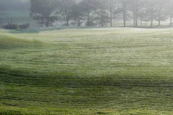 Achtergrond Met Prachtige Groene Weide Geel Zonlicht Mist Cover Gras — Stockfoto