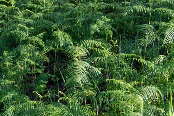 Samambaias Líquenes Musgo Vivem Pinheiros Sobrevivência Fenômeno Natural Simbiose Fundo — Fotografia de Stock