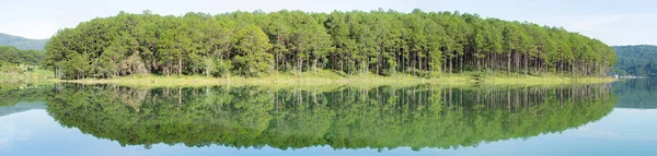 Sosna Las Reflection Wyspa Jeziorze Świeżego Powietrza Natura Wersja Panorama — Zdjęcie stockowe