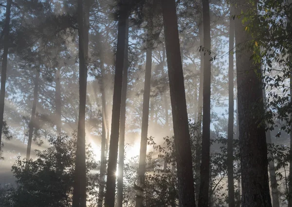 Great sunrays in the pine forest with magic of light, fog and sunshine at sunrise