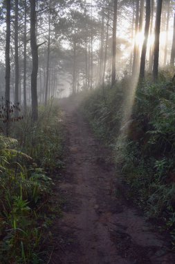 Arı Çiftliği, arıcılar, çevre dostu yapısı. Güneşin en iyi yapraklara, ışık, güneş ışığı ve sis sihir ile çekilen fotoğraf