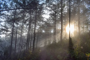 Arı Çiftliği, arıcılar, çevre dostu yapısı. Güneşin en iyi yapraklara, ışık, güneş ışığı ve sis sihir ile çekilen fotoğraf