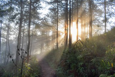 Arı Çiftliği, arıcılar, çevre dostu yapısı. Güneşin en iyi yapraklara, ışık, güneş ışığı ve sis sihir ile çekilen fotoğraf