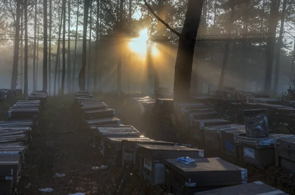 The bee farm, beekeepers, environmental friendly nature. Photo taken at the sunrise with best sunrays, magic of the light, sunshine and fog