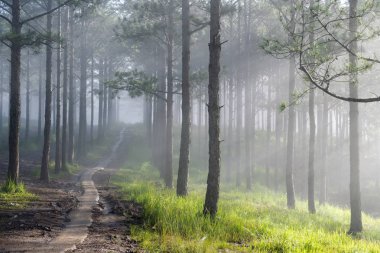 Keşif trail çam ormanı, vietnam seyahat. Sihirli yapraklara, ışık, yoğun sis ve şafakta temiz hava ile arka plan