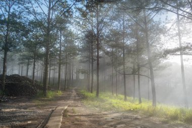 Keşif trail çam ormanı, vietnam seyahat. Sihirli yapraklara, ışık, yoğun sis ve şafakta temiz hava ile arka plan