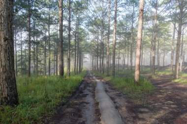 Keşif trail çam ormanı, vietnam seyahat. Sihirli yapraklara, ışık, yoğun sis ve şafakta temiz hava ile arka plan