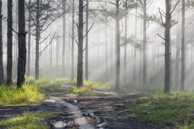 Keşif trail çam ormanı, vietnam seyahat. Sihirli yapraklara, ışık, yoğun sis ve şafakta temiz hava ile arka plan