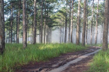 Keşif trail çam ormanı, vietnam seyahat. Sihirli yapraklara, ışık, yoğun sis ve şafakta temiz hava ile arka plan