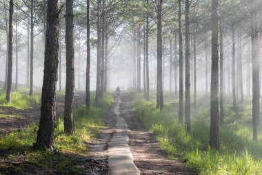 Keşif trail çam ormanı, vietnam seyahat. Sihirli yapraklara, ışık, yoğun sis ve şafakta temiz hava ile arka plan