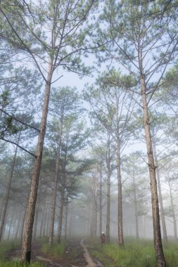 Keşif trail çam ormanı, vietnam seyahat. Sihirli yapraklara, ışık, yoğun sis ve şafakta temiz hava ile arka plan