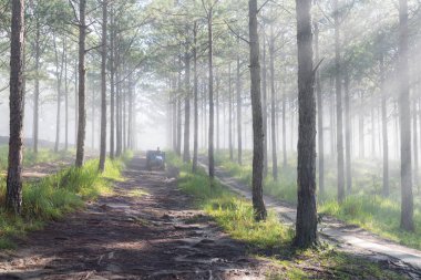 Keşif trail çam ormanı, vietnam seyahat. Sihirli yapraklara, ışık, yoğun sis ve şafakta temiz hava ile arka plan