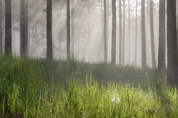 Löytöretki Mäntymetsässä Vietnamissa Tausta Taika Auringonsäteet Kevyt Tiheä Sumu Raitista — kuvapankkivalokuva