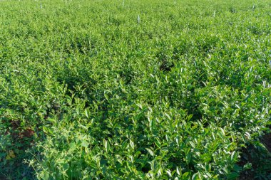 Benzersiz arka plan ile taze yeşil çay yaprakları, çay hill. Resmi kullanım çay üretimi, reklam, tasarım, pazarlama, paketleme ve daha fazlası için