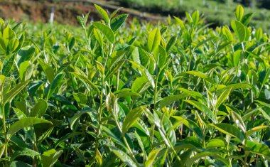 Benzersiz arka plan ile taze yeşil çay yaprakları, çay hill. Resmi kullanım çay üretimi, reklam, tasarım, pazarlama, paketleme ve daha fazlası için