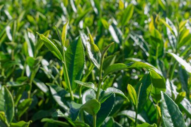 Benzersiz arka plan ile taze yeşil çay yaprakları, çay hill. Resmi kullanım çay üretimi, reklam, tasarım, pazarlama, paketleme ve daha fazlası için