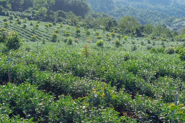 Unique background with fresh green tea leaves, tea hill. Picture use for tea production, advertising, design, marketing, packaging and more