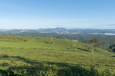 Taze yeşil çay yaprakları, çay hill, yalnız ağaç ve mavi gökyüzü ile benzersiz arka plan. Resmi kullanım çay üretimi, reklam, tasarım, pazarlama, paketleme ve daha fazlası için