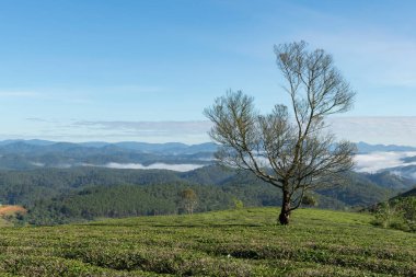 Taze yeşil çay yaprakları, çay hill, yalnız ağaç ve mavi gökyüzü ile benzersiz arka plan. Resmi kullanım çay üretimi, reklam, tasarım, pazarlama, paketleme ve daha fazlası için