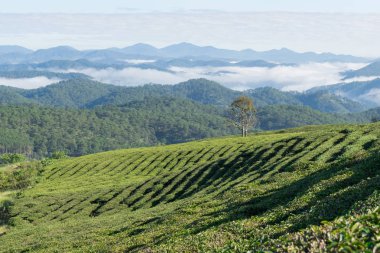 Taze yeşil çay yaprakları, çay hill, yalnız ağaç ve mavi gökyüzü ile benzersiz arka plan. Resmi kullanım çay üretimi, reklam, tasarım, pazarlama, paketleme ve daha fazlası için