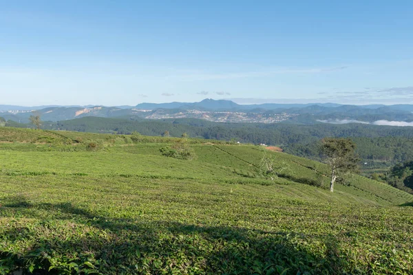 Taze yeşil çay yaprakları, çay hill, yalnız ağaç ve mavi gökyüzü ile benzersiz arka plan. Resmi kullanım çay üretimi, reklam, tasarım, pazarlama, paketleme ve daha fazlası için