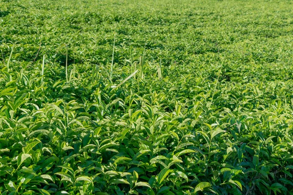 新鮮な緑の茶葉 孤独な木 青空とユニークな背景は 茶の生産 デザイン マーケティング 包装その他の画像の使用 — ストック写真