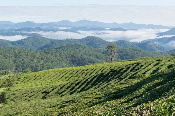 Taze yeşil çay yaprakları, çay hill, yalnız ağaç ve mavi gökyüzü ile benzersiz arka plan. Resmi kullanım çay üretimi, reklam, tasarım, pazarlama, paketleme ve daha fazlası için