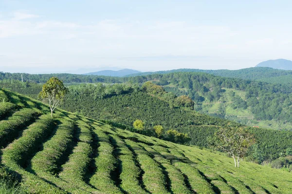 Taze yeşil çay yaprakları, çay hill, yalnız ağaç ve mavi gökyüzü ile benzersiz arka plan. Resmi kullanım çay üretimi, reklam, tasarım, pazarlama, paketleme ve daha fazlası için