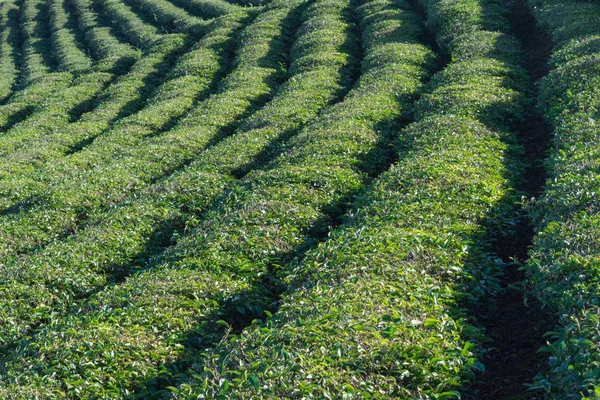 Unique background with fresh green tea leaves, tea hill, lonely tree and blue sky. Picture use for tea production, advertising, design, marketing, packaging and more