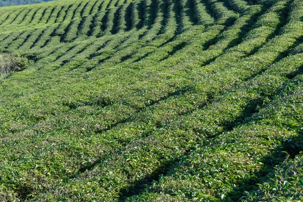 Unique background with fresh green tea leaves, tea hill, lonely tree and blue sky. Picture use for tea production, advertising, design, marketing, packaging and more