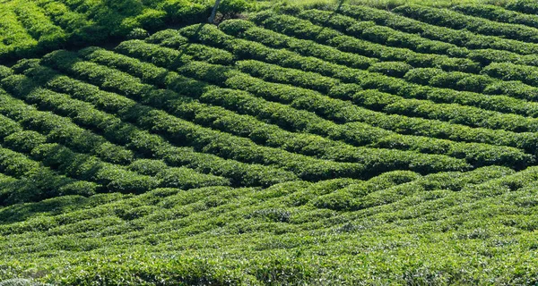 Taze yeşil çay yaprakları, çay hill, yalnız ağaç ve mavi gökyüzü ile benzersiz arka plan. Resmi kullanım çay üretimi, reklam, tasarım, pazarlama, paketleme ve daha fazlası için