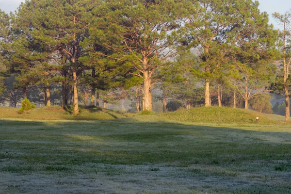 Natuur Met Magische Zonnestralen Zon Licht Groen Gras Weide Foto — Stockfoto