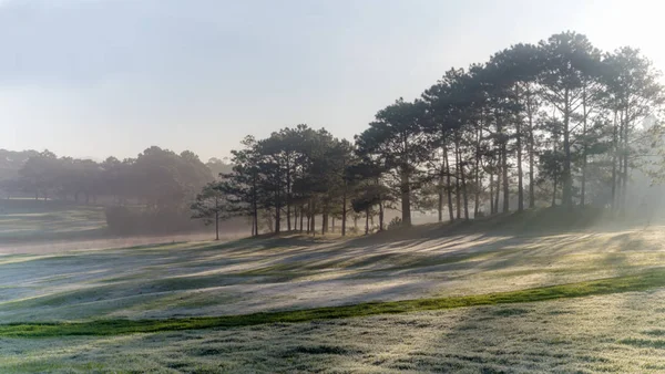 Doğa ile sihirli yapraklara, Güneş, ışık ve yeşil ot, çayır. Fotoğraf kullanın fikir tasarımında golf için temiz çevre