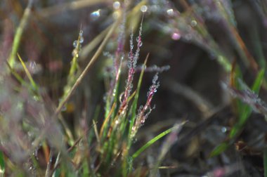 Şafakta pembe çimenlerin üzerinde çiy ile benzersiz arka plan. Fotoğraf kullanmak için tasarım, grafik, reklam, soyut ve daha fazlası
