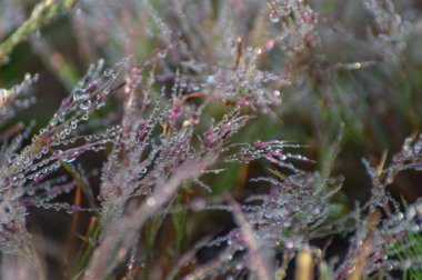 Şafakta pembe çimenlerin üzerinde çiy ile benzersiz arka plan. Fotoğraf kullanmak için tasarım, grafik, reklam, soyut ve daha fazlası