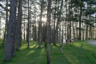 Güzel çam ormanı, güneş ışığı, Güneş ve yeşil çim çayır arka plan