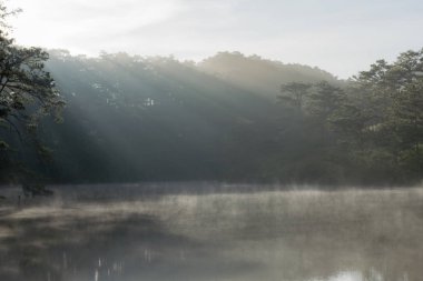 Güzel çam ormanı, güneş ışığı, Güneş ve yeşil çim çayır arka plan