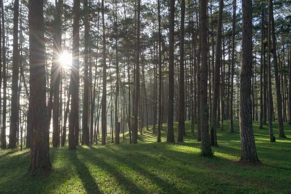 Bela Floresta Pinheiros Luz Solar Sol Grama Verde Fundo Prado — Fotografia de Stock